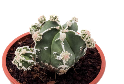 Astrophytum myriostigma cv. Hakujo Fukuryu