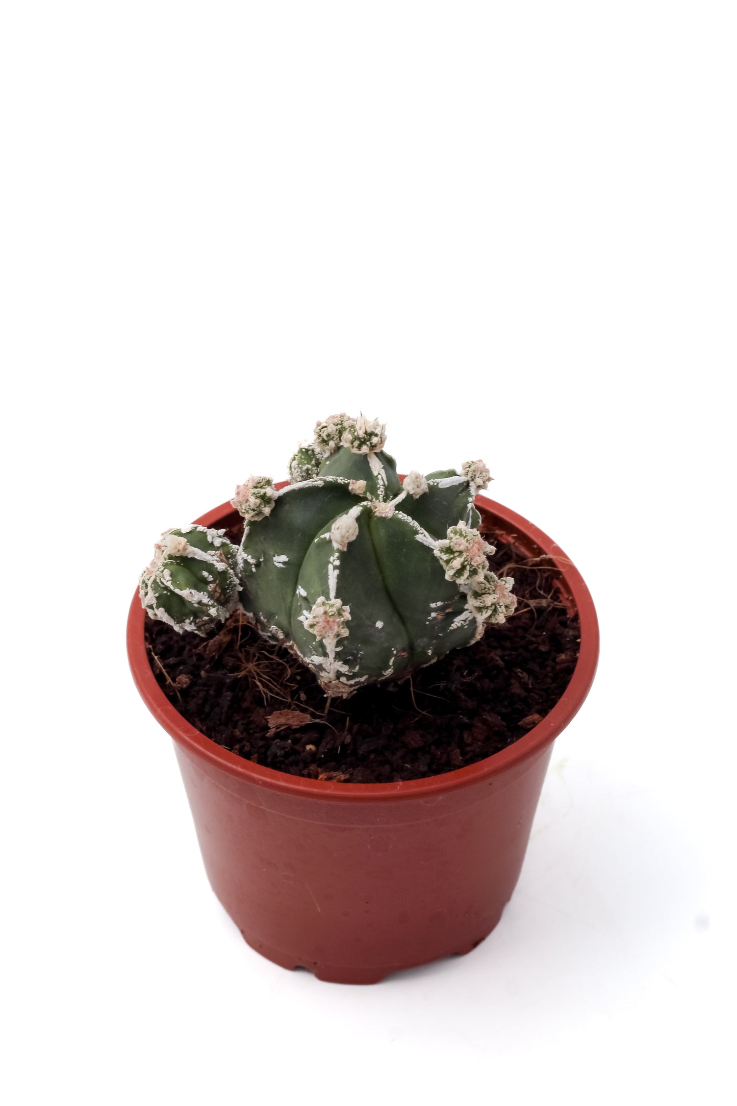 Astrophytum myriostigma cv. Hakujo Fukuryu