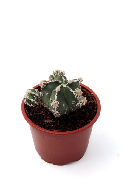 Astrophytum myriostigma cv. Hakujo Fukuryu