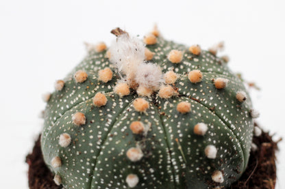Astrophytum asterias medium
