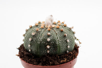 Astrophytum asterias medium