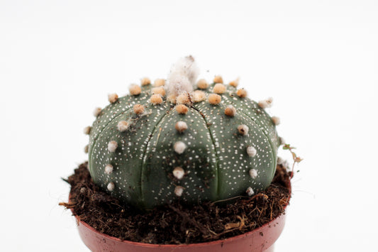 Astrophytum asterias medium