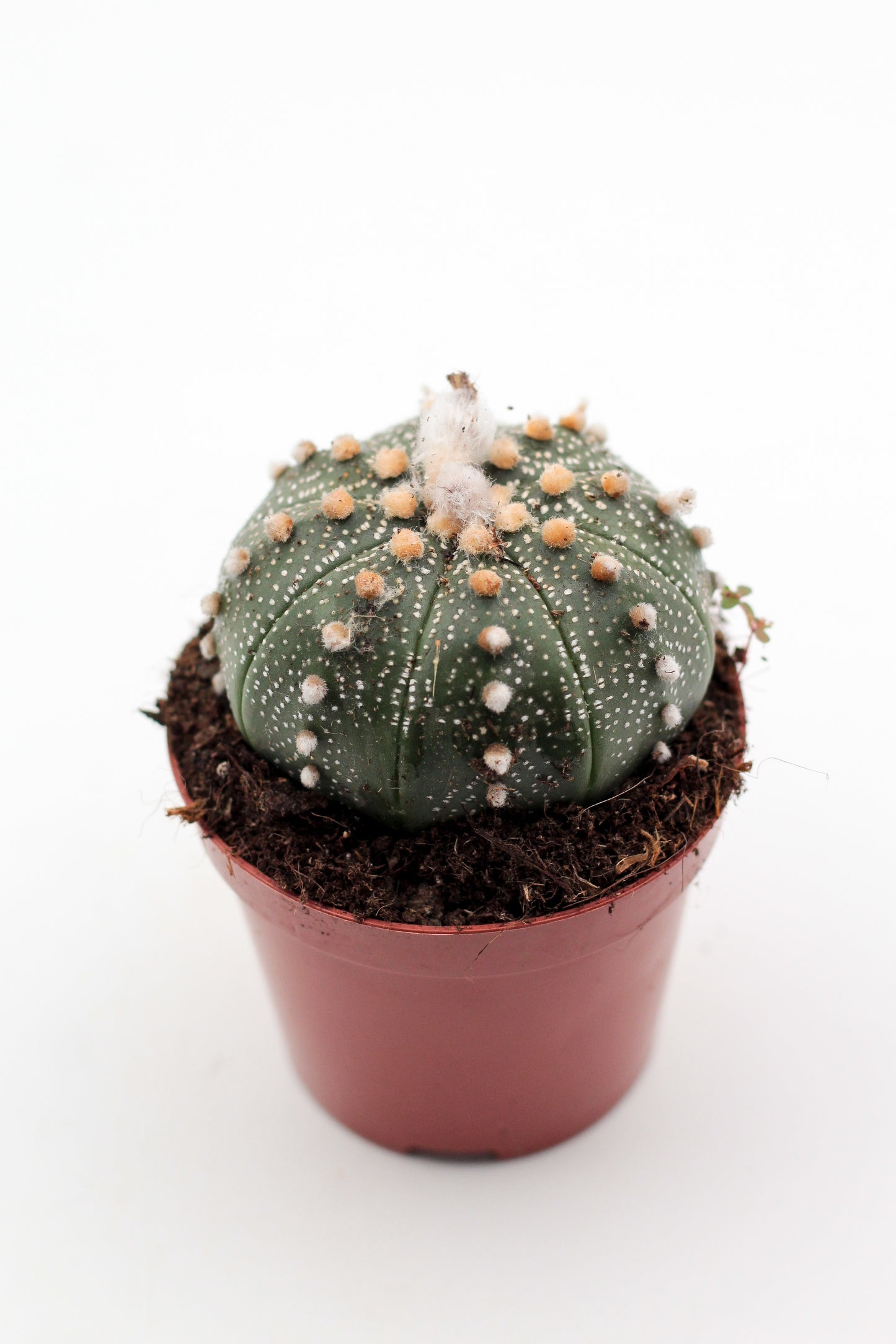 Astrophytum asterias medium