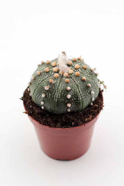 Astrophytum asterias medium