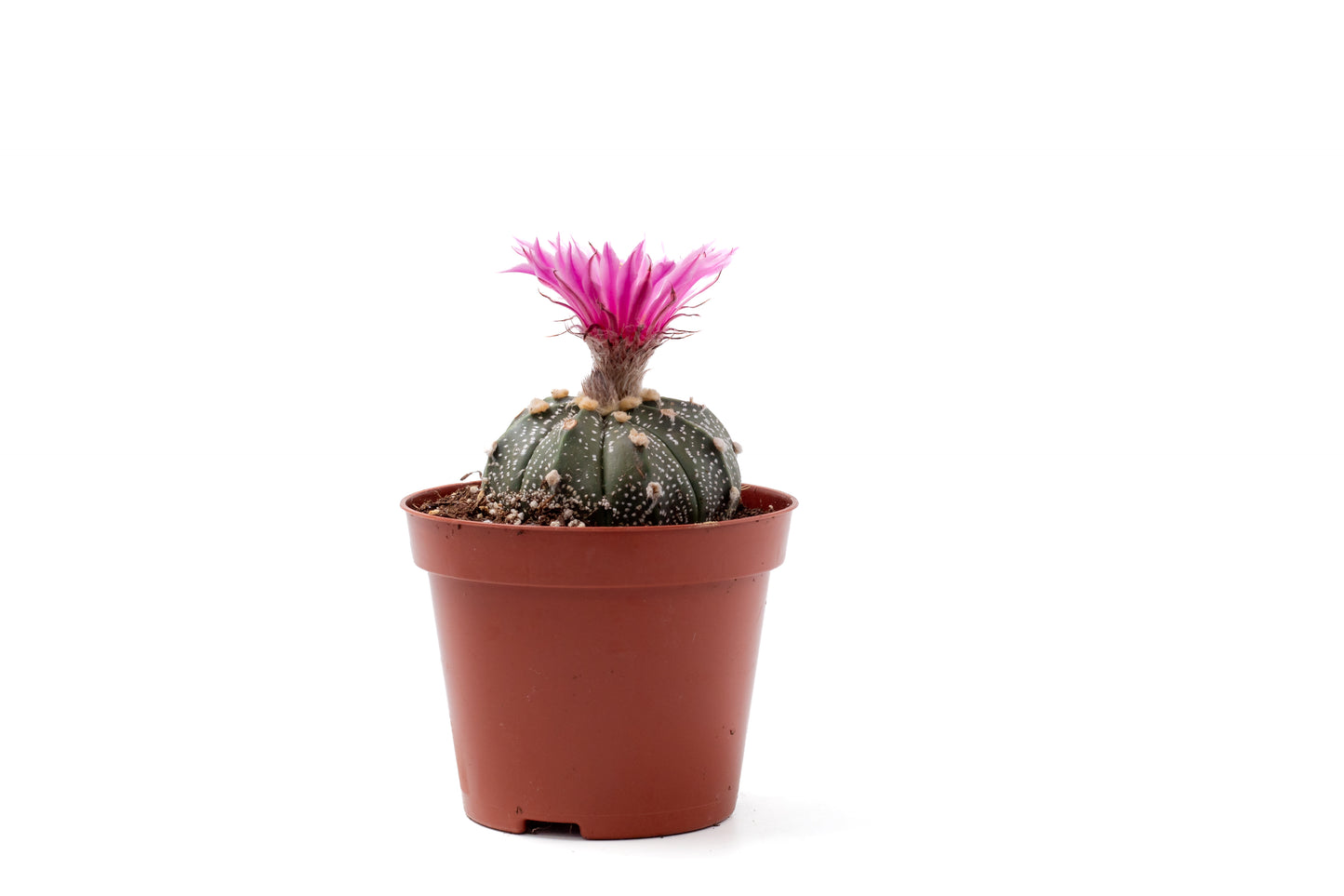 Astrophytum asterias 'pink flower'