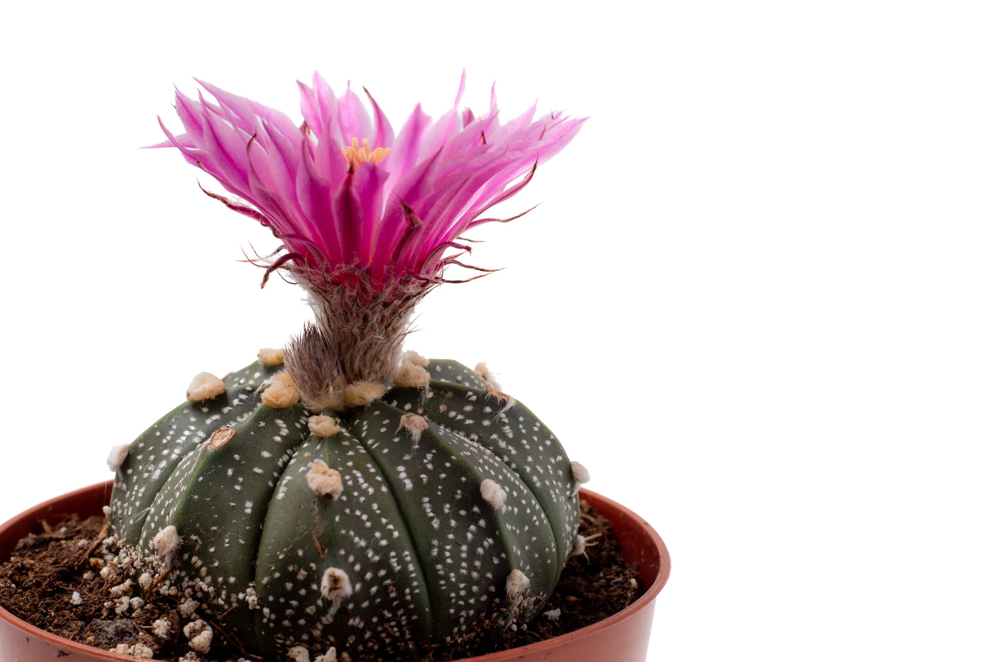 Astrophytum asterias 'pink flower'