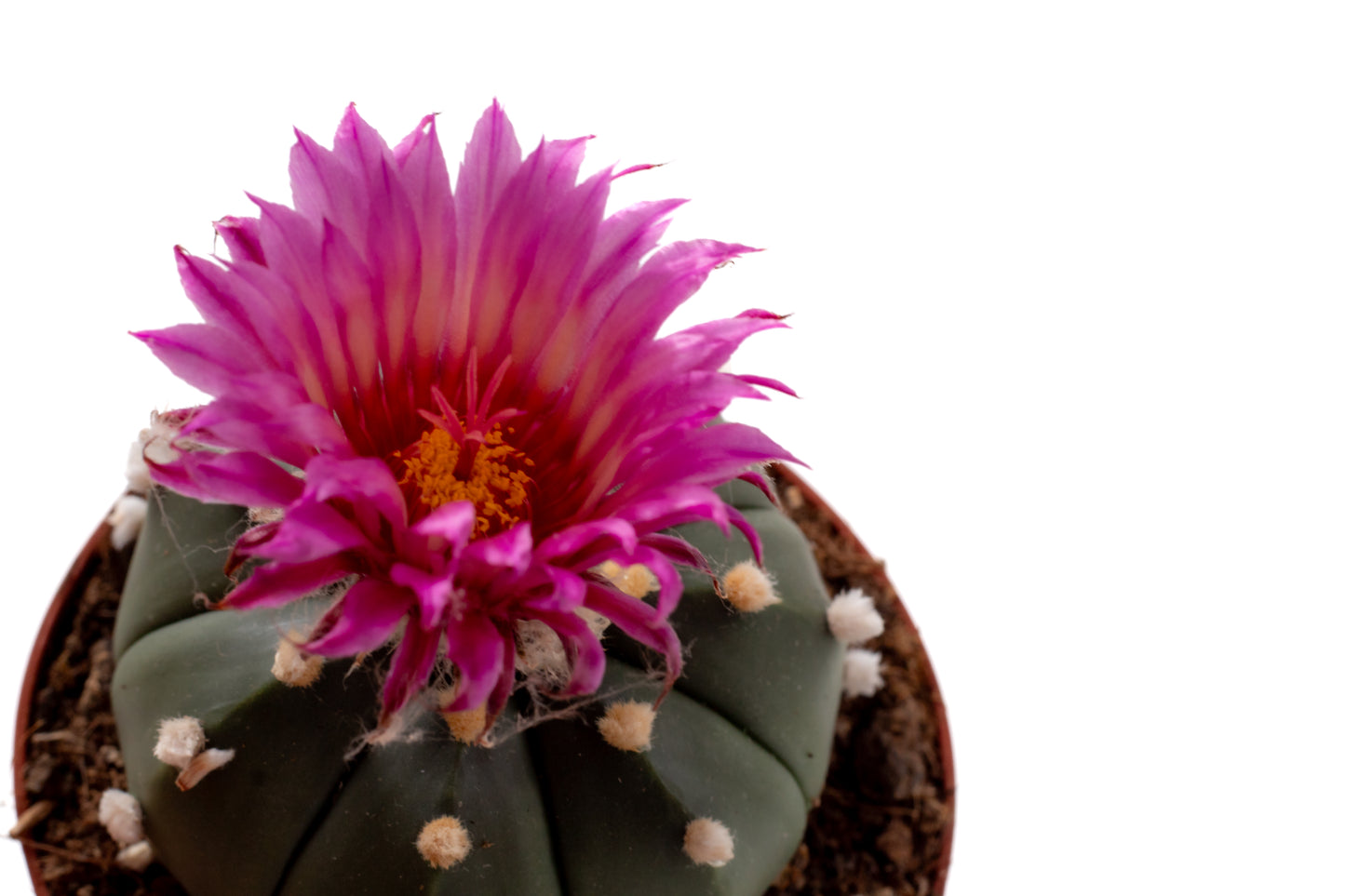 Astrophytum asterias 'pink flower'
