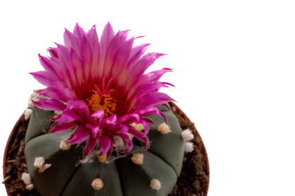 Astrophytum asterias 'pink flower'