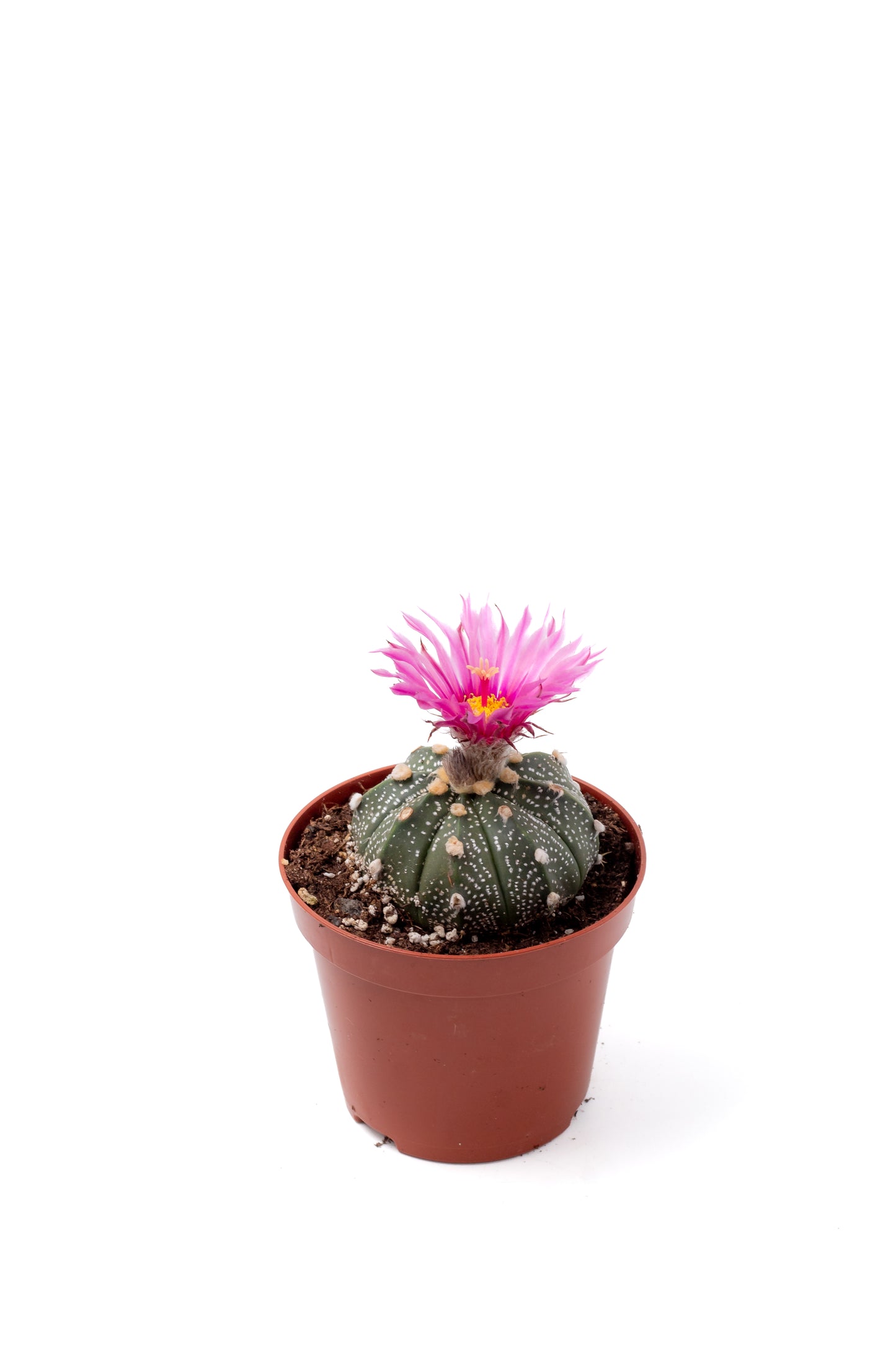 Astrophytum asterias 'pink flower'