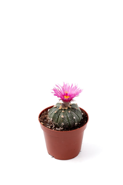 Astrophytum asterias 'pink flower'