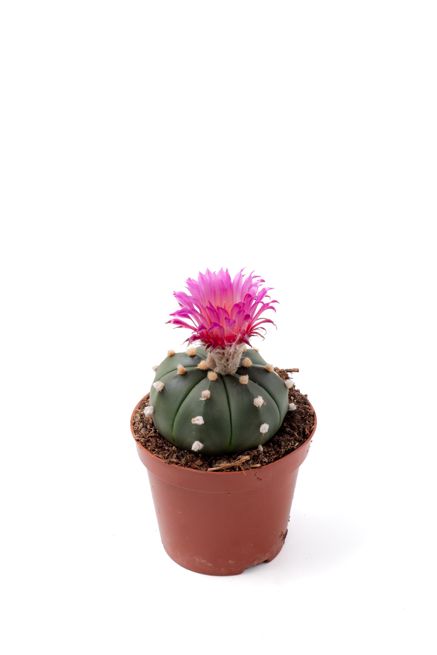 Astrophytum asterias 'pink flower'