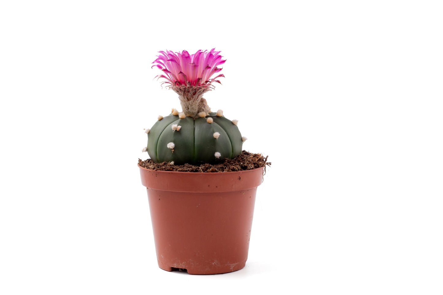 Astrophytum asterias 'pink flower'