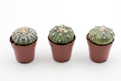 Astrophytum Asterias dotted/nudum