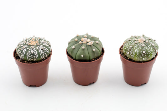 Astrophytum Asterias dotted/nudum