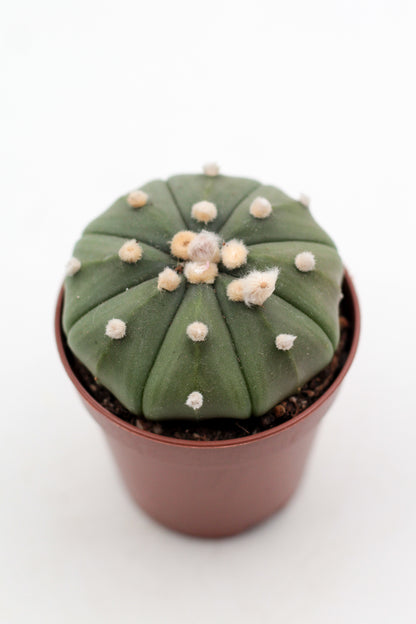 Astrophytum Asterias dotted/nudum