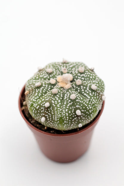 Astrophytum Asterias dotted/nudum