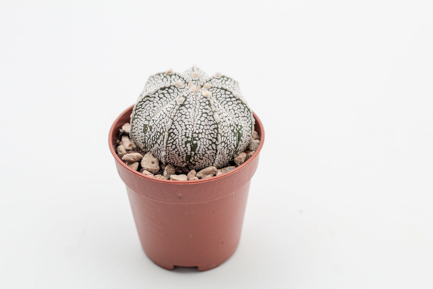 Astrophytum hybrid SK-CO