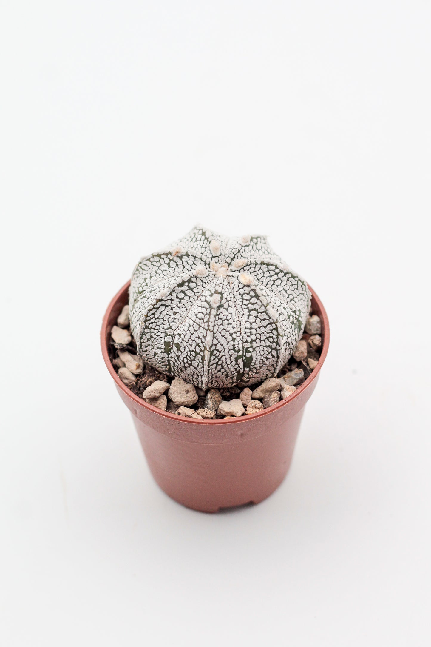 Astrophytum hybrid SK-CO