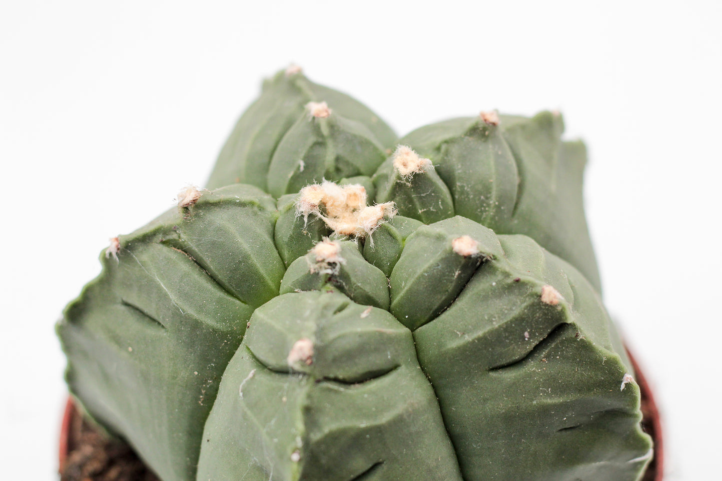 Astrophytum myriostigma cv. Kikko nudum