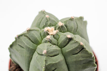 Astrophytum myriostigma cv. Kikko nudum