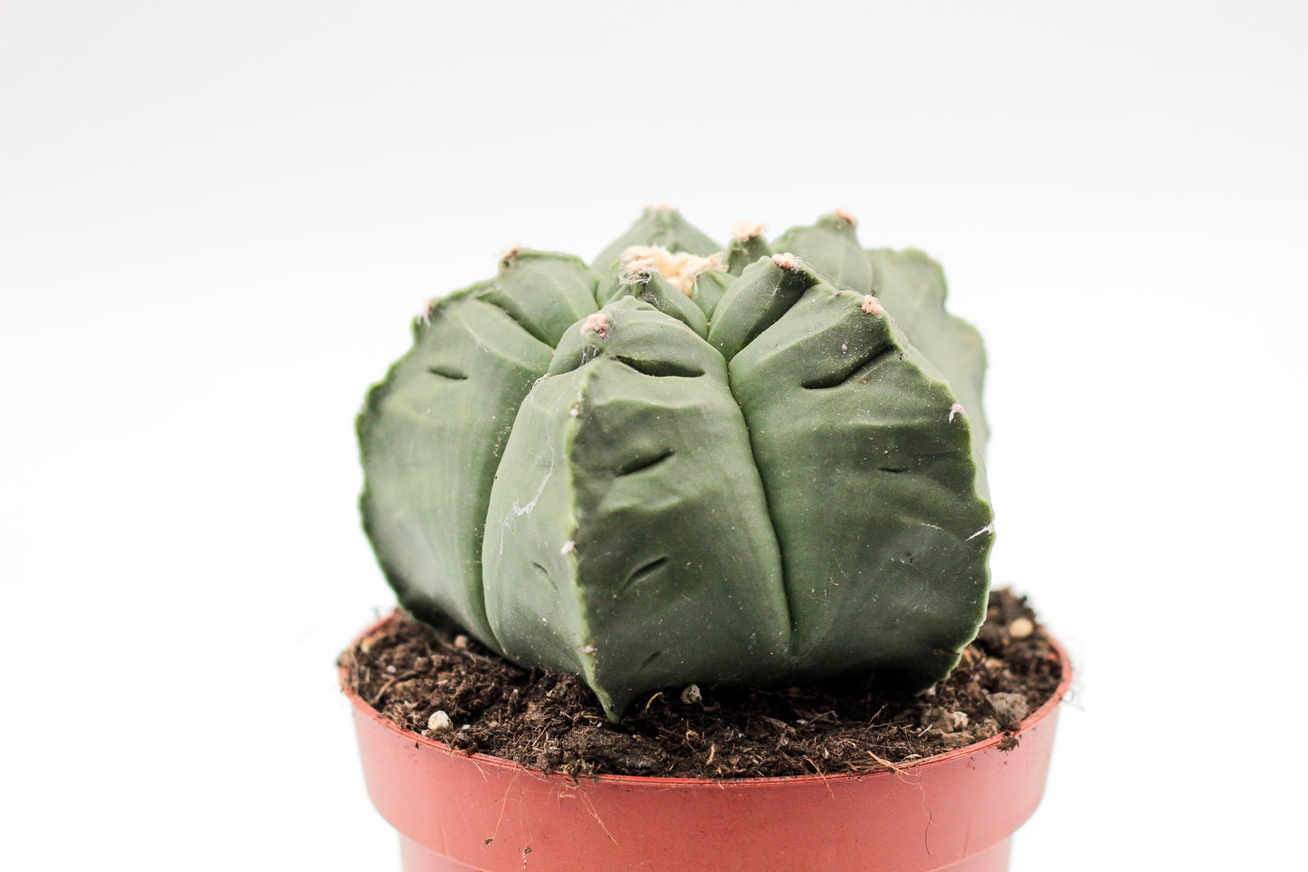 Astrophytum myriostigma cv. Kikko nudum