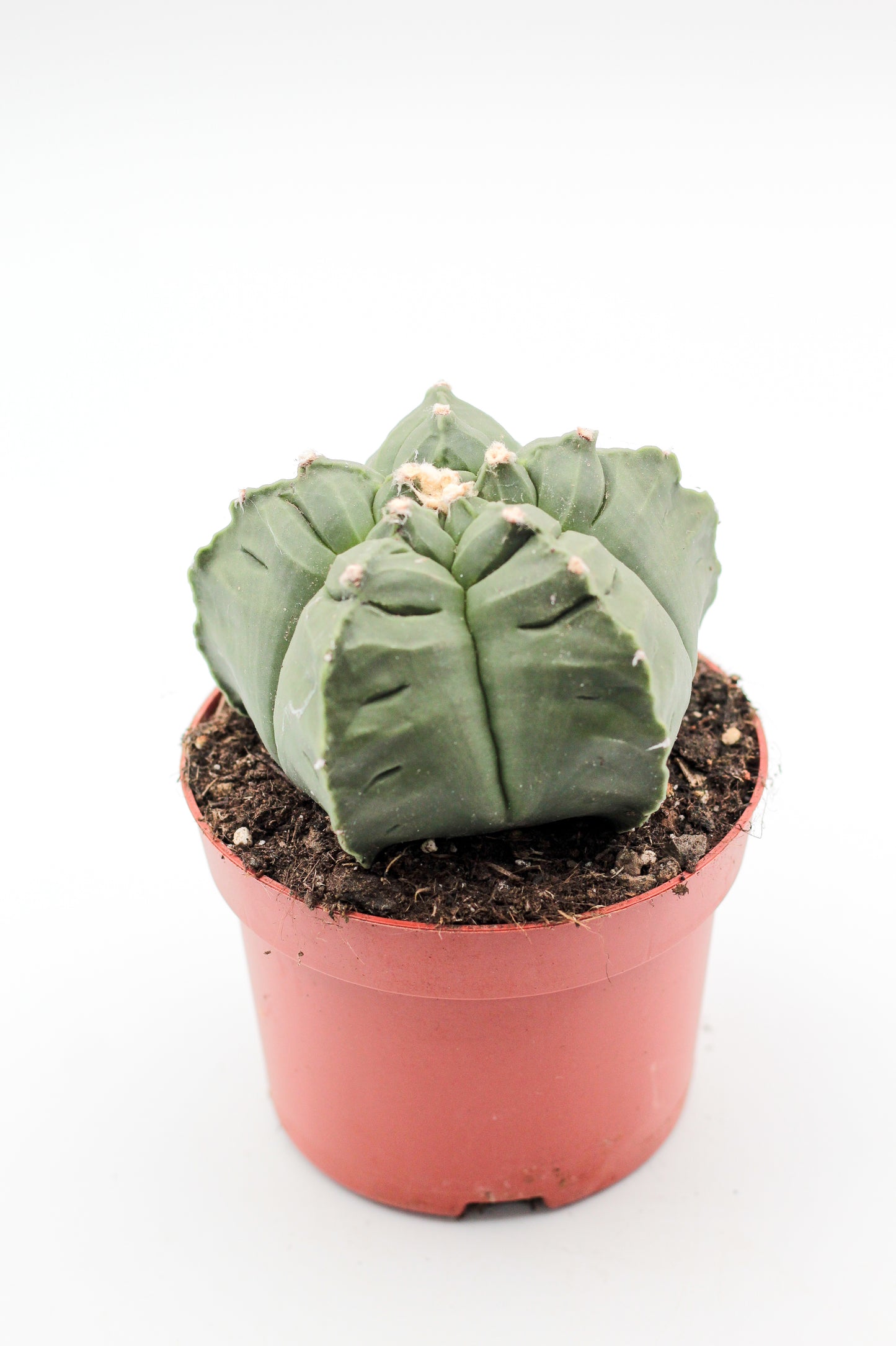 Astrophytum myriostigma cv. Kikko nudum