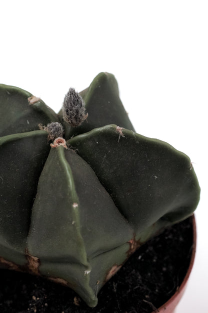 Astrophytum myriostigma nudum