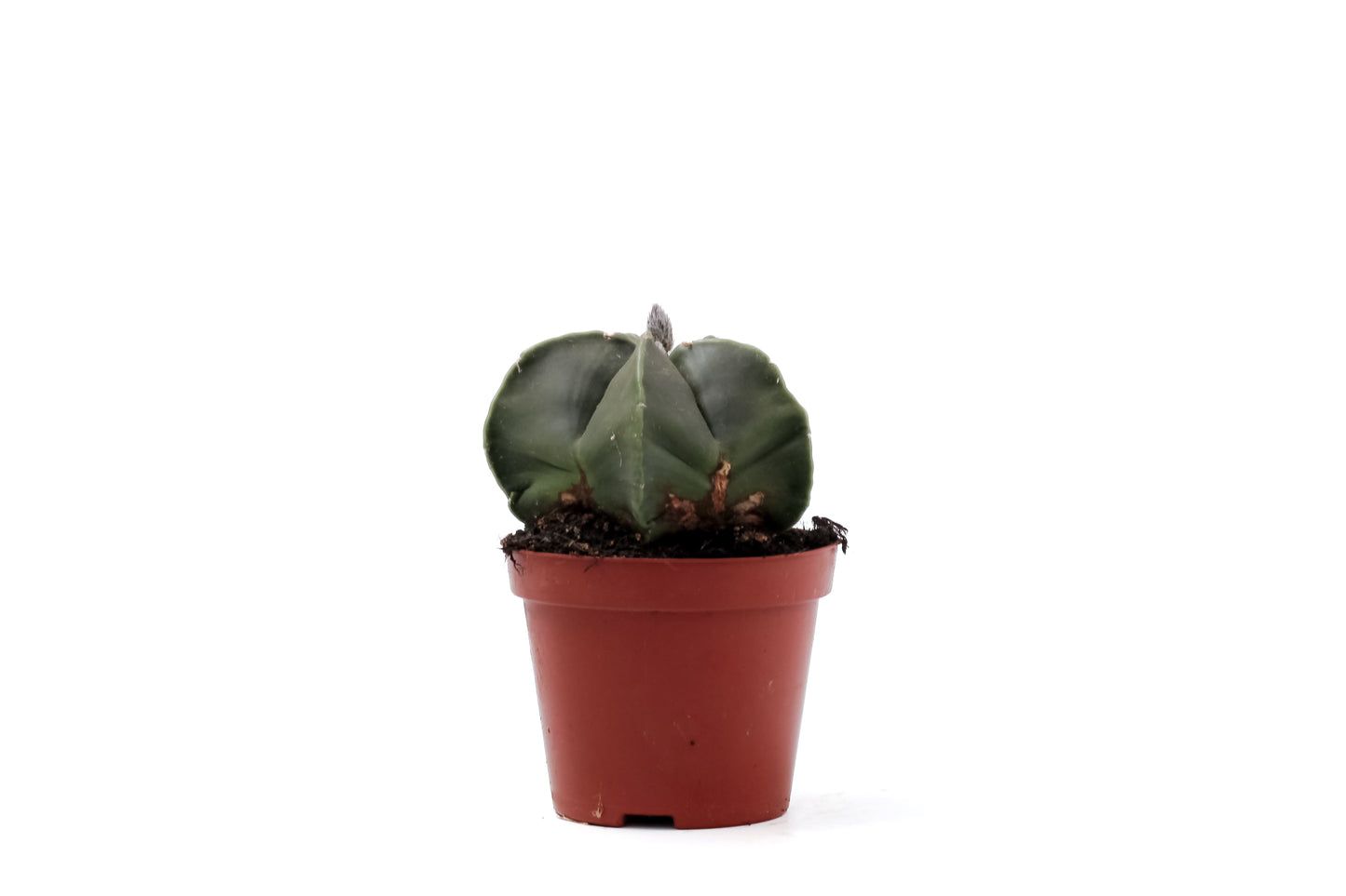 Astrophytum myriostigma nudum