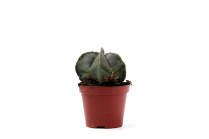 Astrophytum myriostigma nudum
