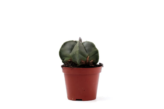 Astrophytum myriostigma nudum