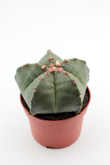 Astrophytum myriostigma nudum