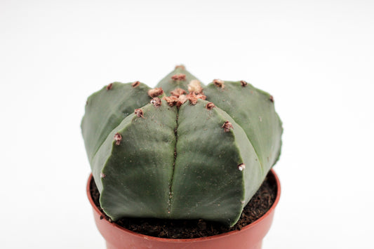 Astrophytum myriostigma nudum