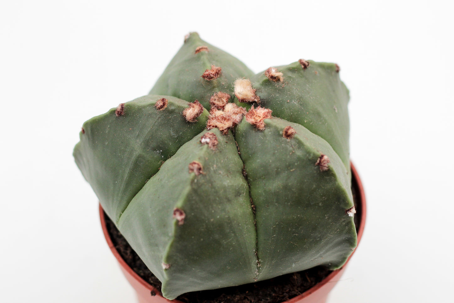 Astrophytum myriostigma nudum