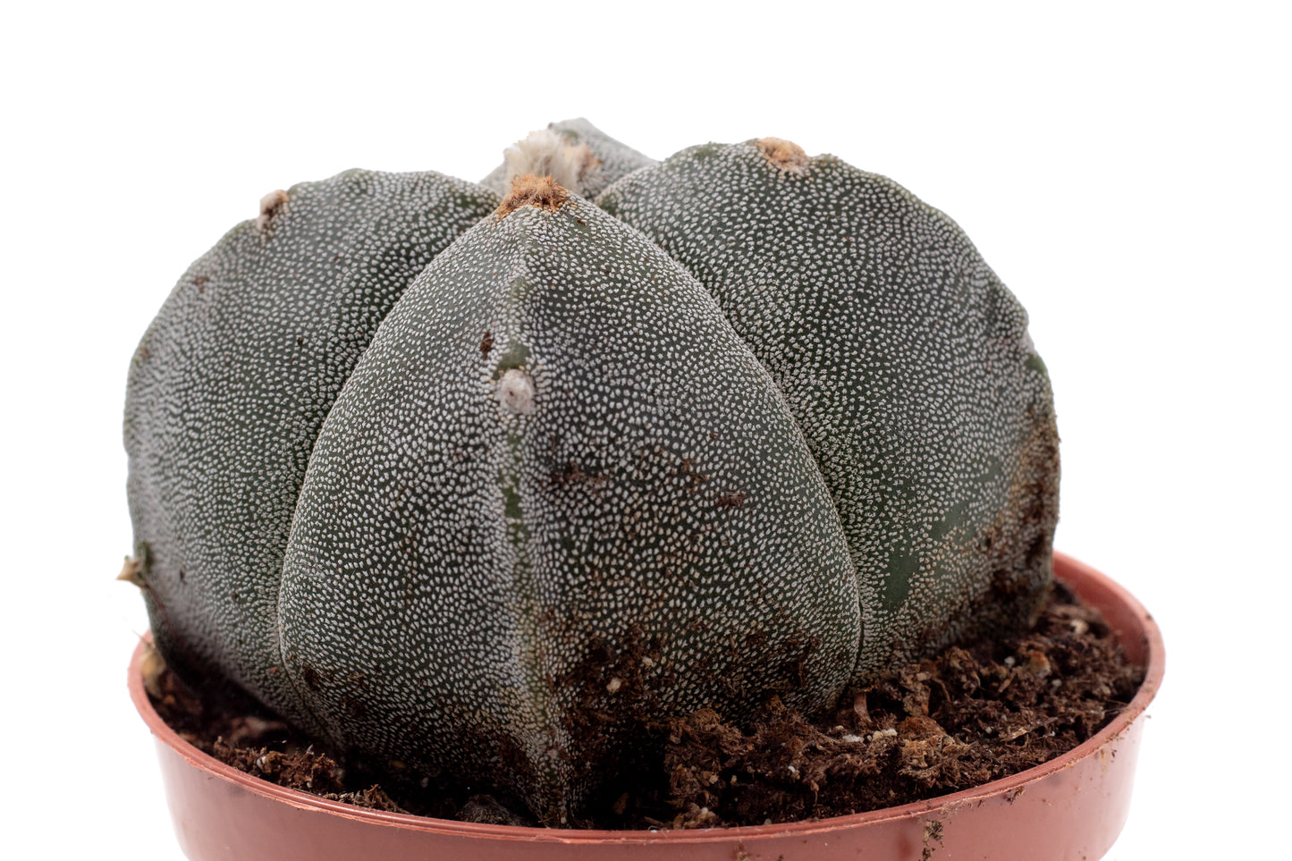 Astrophytum myriostigma quadricostatum