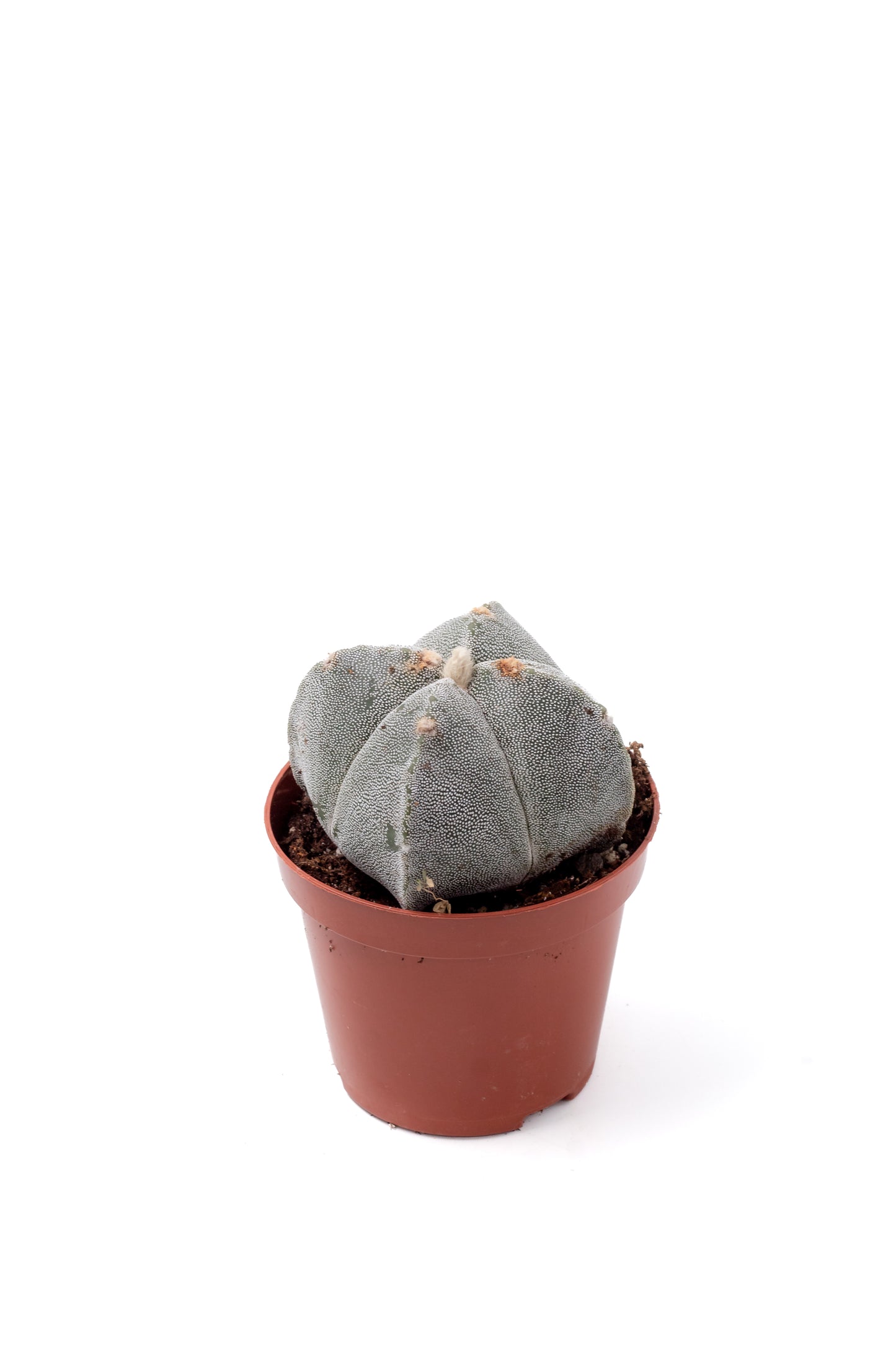 Astrophytum myriostigma quadricostatum