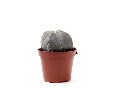 Astrophytum myriostigma quadricostatum