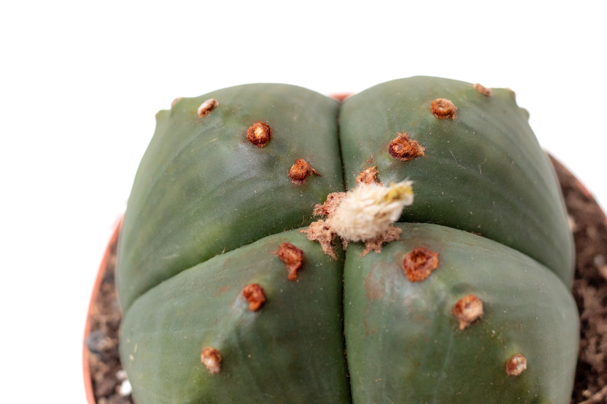 Astrophytum myriostigma quadricostatum nudum