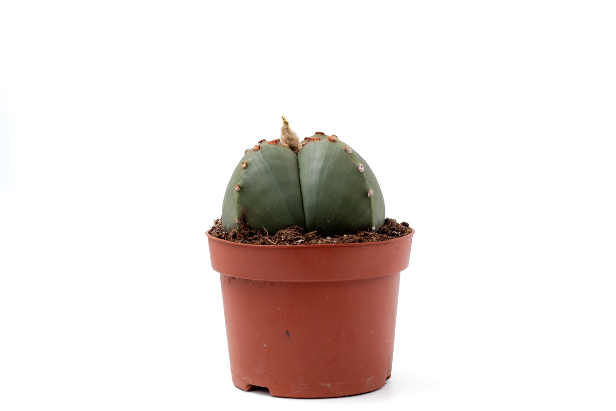 Astrophytum myriostigma quadricostatum nudum