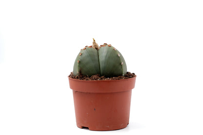 Astrophytum myriostigma quadricostatum nudum