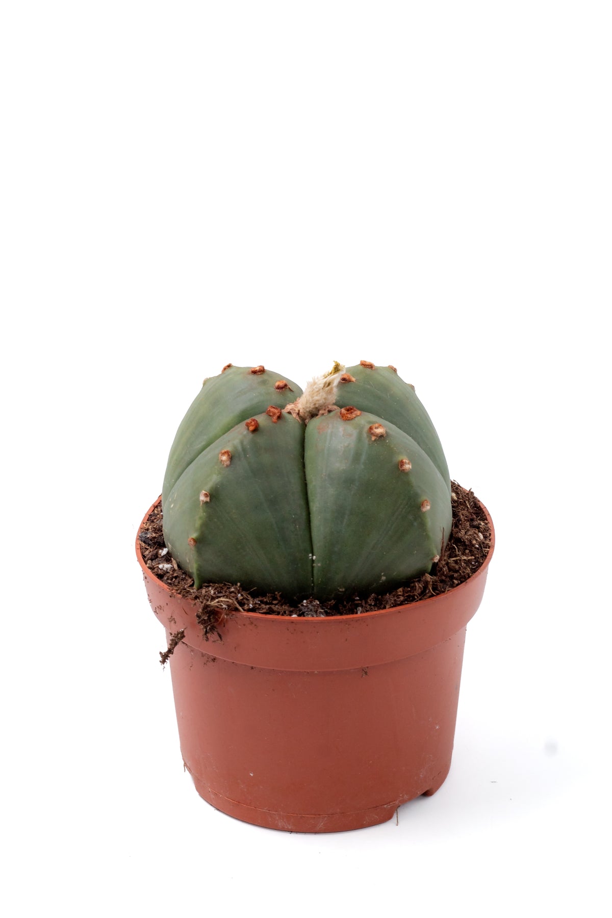 Astrophytum myriostigma quadricostatum nudum