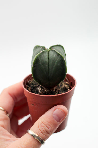 Astrophytum myriostigma quadricostatum nudum