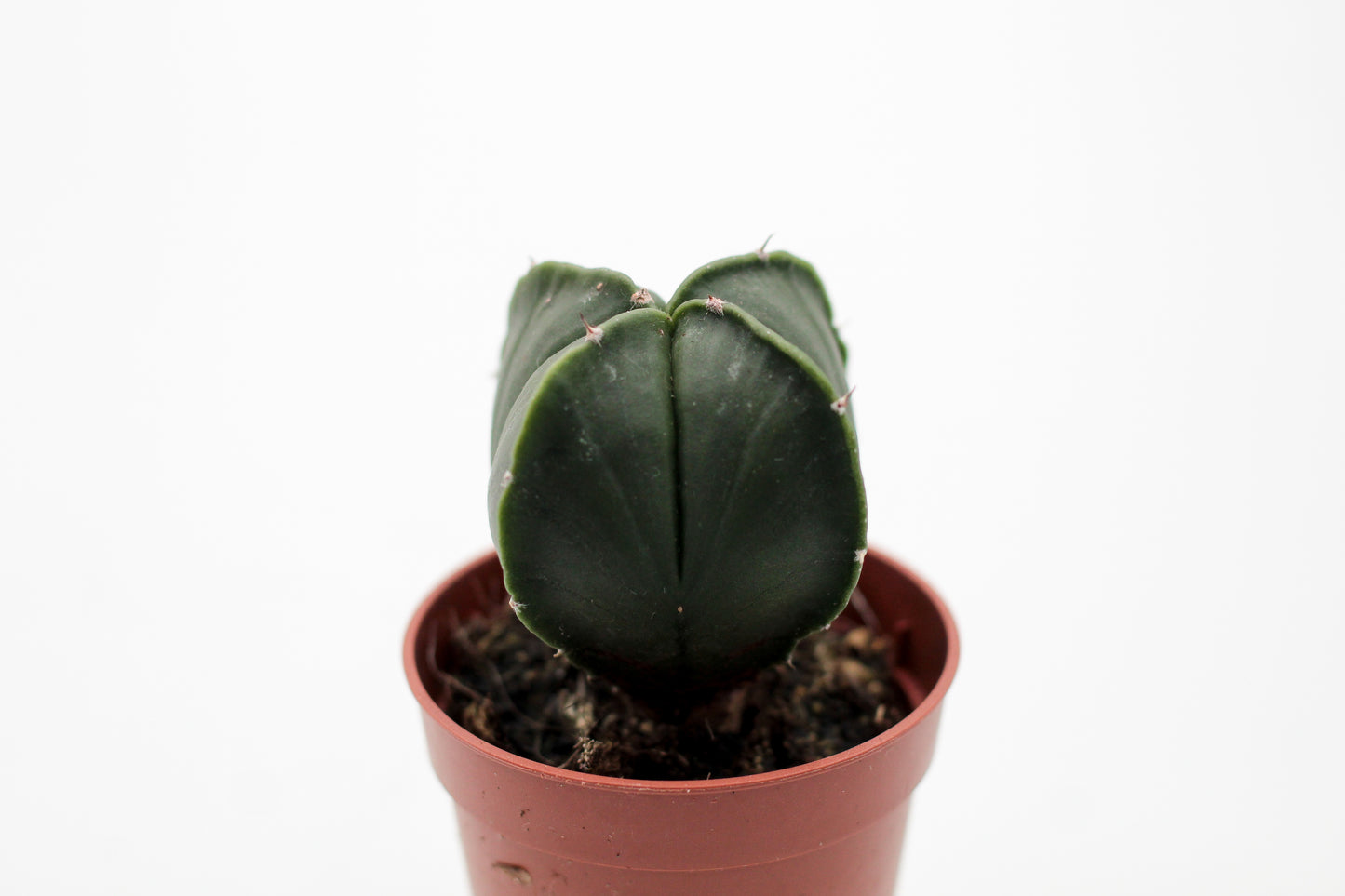 Astrophytum myriostigma quadricostatum nudum