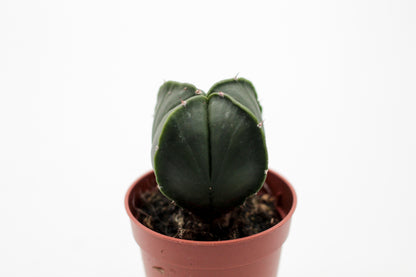 Astrophytum myriostigma quadricostatum nudum