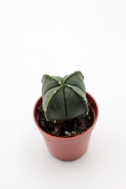 Astrophytum myriostigma quadricostatum nudum