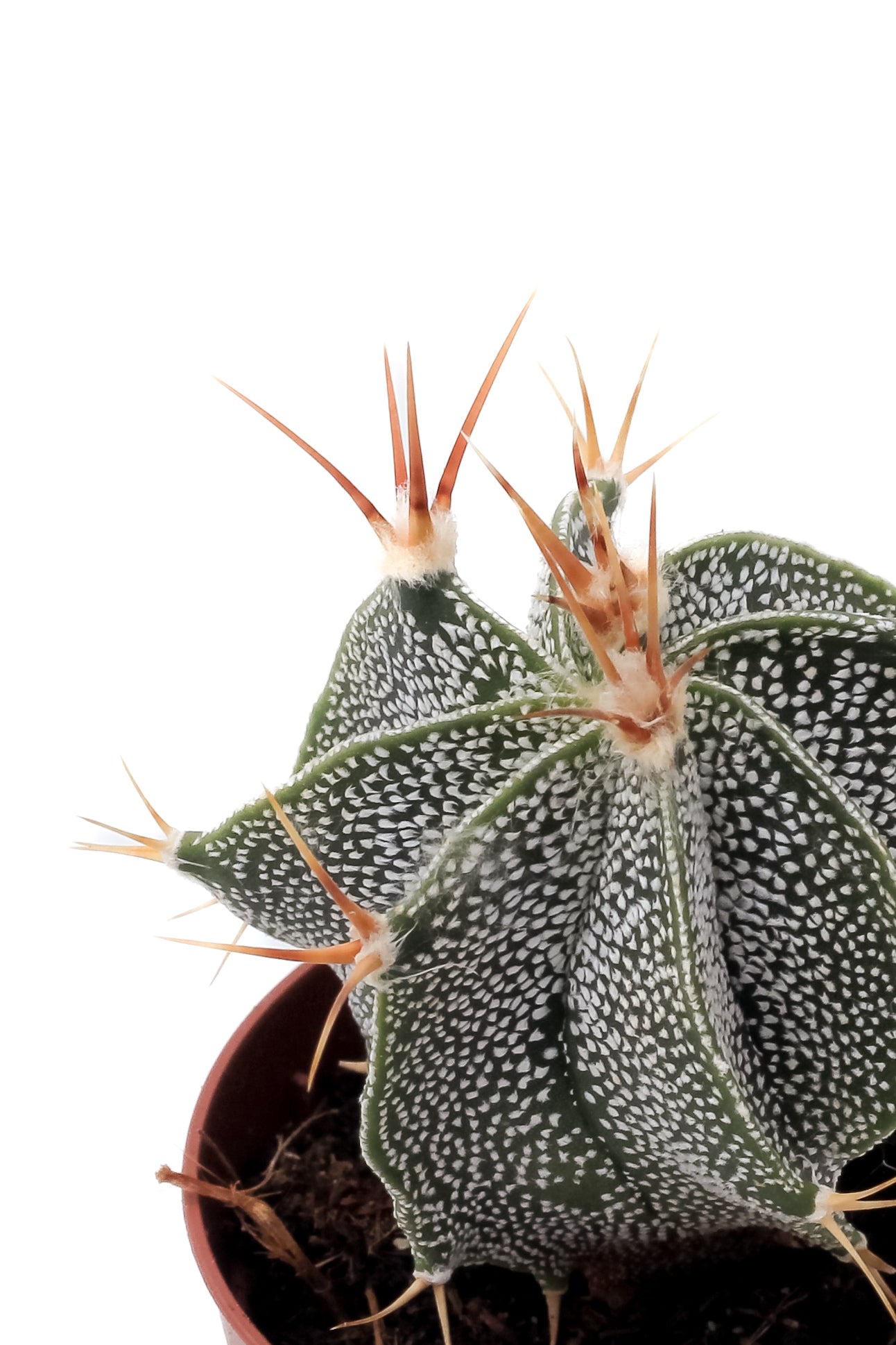 Astrophytum ornatum