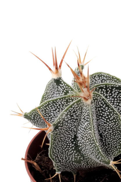 Astrophytum ornatum