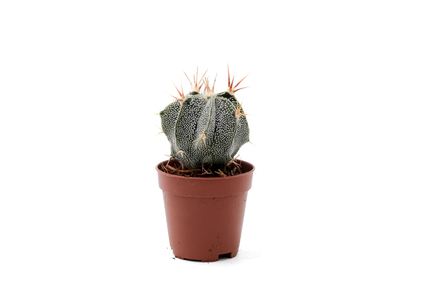Astrophytum ornatum