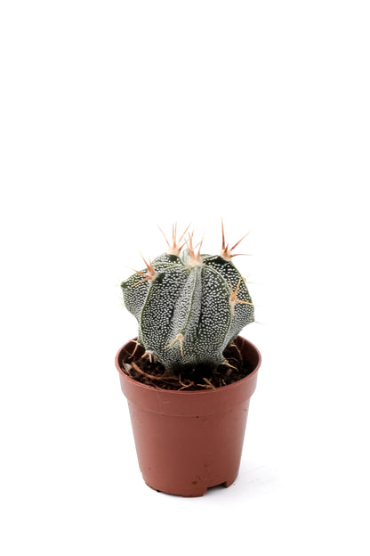 Astrophytum ornatum