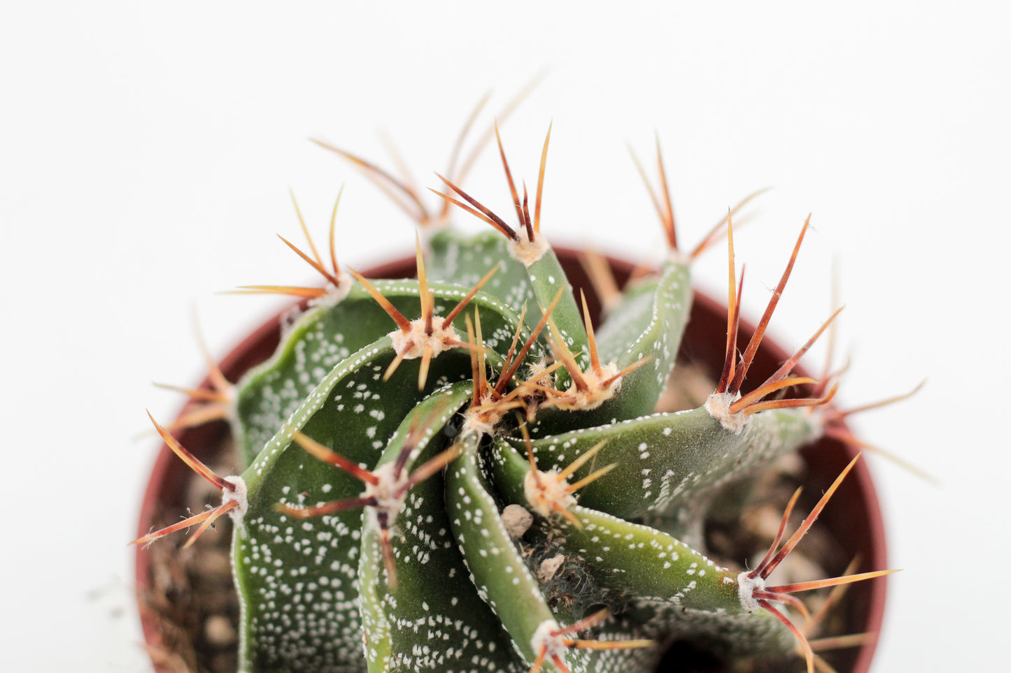 Astrophytum ornatum "Budget prikker special"