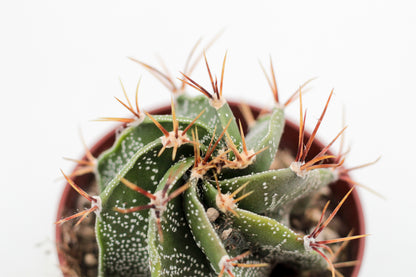 Astrophytum ornatum "Budget prikker special"
